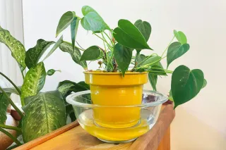 Bottom Watering 101: When and Why to Try It
