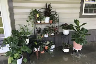 Can I Put My Houseplants Outside? A Seasonal Transition Guide