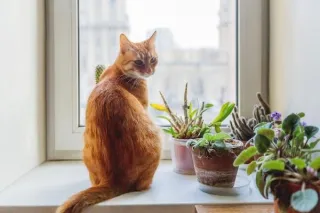 Pet-Friendly Plants You Can Actually Trust
