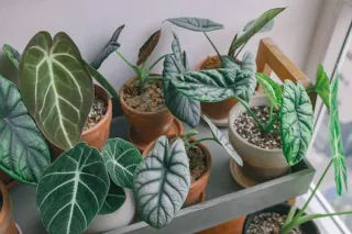 Alocasia: Bold, Beautiful, and a Little Bit Bougie
