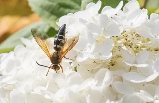 How to Deter Cicada Killers: Coexistence Strategies for a Balanced Environment