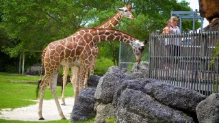 Where to Stay in Miami When Visiting Zoo Miami: A Complete Travel Guide