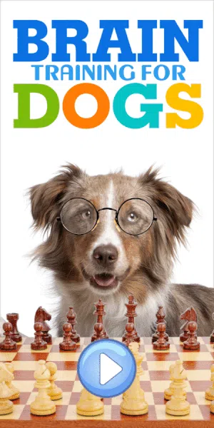 Brain Training 4 Dogs: What You Need To Know