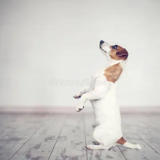 Brain Training 4 Dogs: What You Need To Know