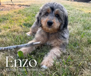 The Essential Guide to Dog Training: Building a Strong Bond with Your Bernedoodle Friend