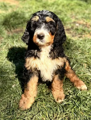 bernedoodle puppies for sale near me