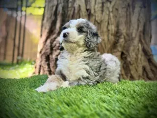 bernedoodle puppy coat change