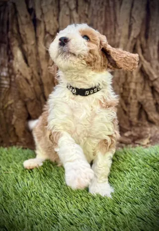 first generation bernedoodle