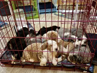 What Is an F3 Bernedoodle? A Deep Dive Into Multigenerational Bernedoodles