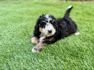 Bernedoodles for Sale Near Me: Everything You Need to Know