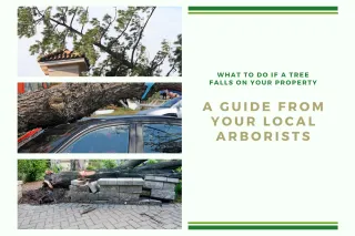 What to Do If a Tree Falls on Your Property – A Guide from Your Local Arborists