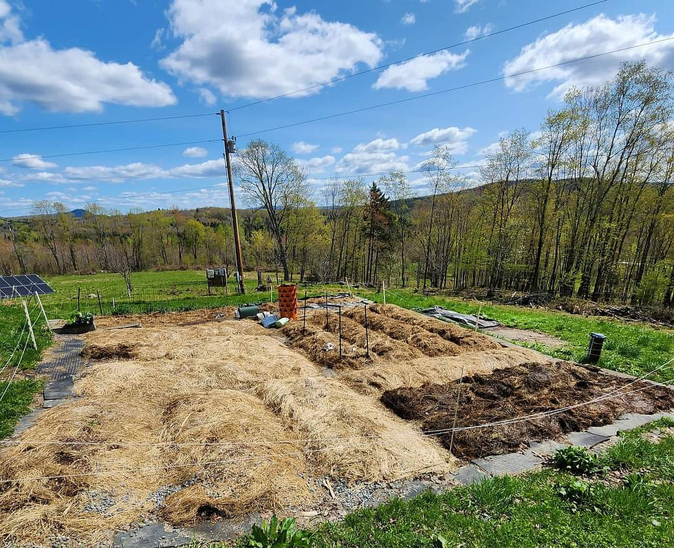 3 Steps For a Weed Free Garden