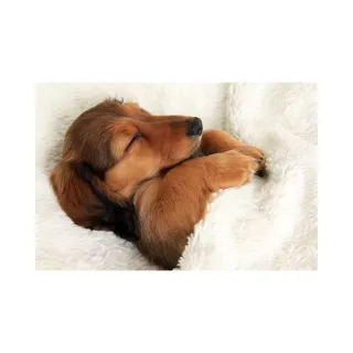 Sleep Schedule