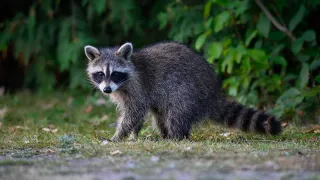 Raccoon Roundworm Infections Reported in Los Angeles County