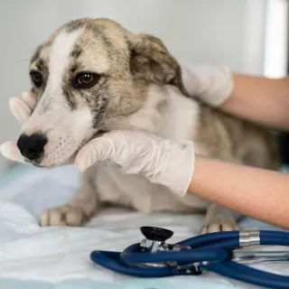 Emergency Preparedness for Pet Owners in Stockton