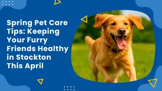 Spring Pet Care Tips: Keeping Your Furry Friends Healthy in Stockton This April