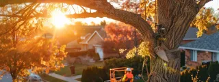 How to Find Affordable Tree Service Near You Without Sacrificing Quality