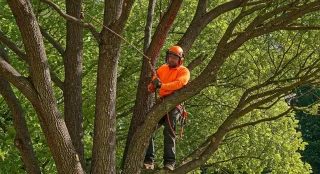 Expert Advice on Seasonal Tree Trimming in St. Cloud