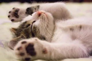 Reclaiming Rest: The Vital Role of Sleep in Cancer Recovery