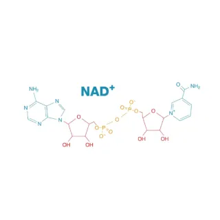 What is NAD+?