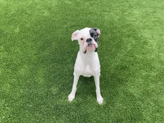 Is Artificial Turf Good For Dogs?
