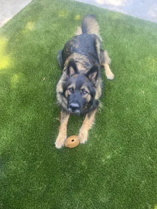 Why Tracy, CA Homeowners Are Choosing Pet-Friendly Artificial Grass