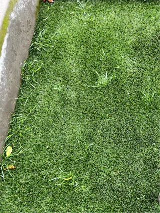 Do Weeds Grow On Artificial Turf?