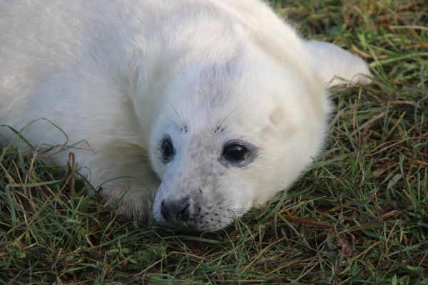 A Guide to Donna Nook Nature Reserve: The Best Place to See Seals in Lincolnshire