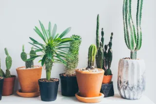 The Plant Lover's Guide To Wedding Decor