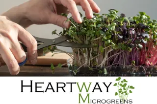 The Everyday Value of Microgreens: Elevate Your Health, Bring Gourmet Home!