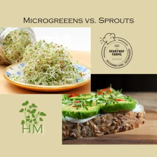 What's the difference?: Microgreens vs. Sprouts