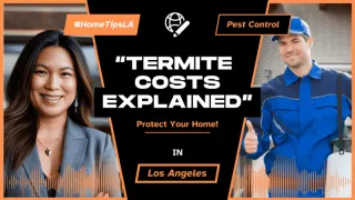 How Much Does a Termite Inspection Cost in Los Angeles?