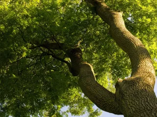 Why Tree Trimming in Green Bay Is Key for a Healthy Yard