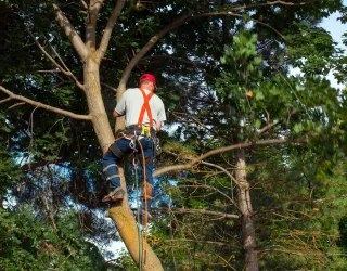 Expert Tree Trimming in Green Bay, WI: Transform Your Yard