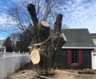 Reliable Tree Service in Green Bay | Affordable Solutions