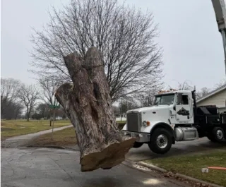 Professional Tree Removal Services in Green Bay, WI
