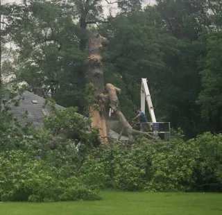 Green Bay Guide: Affordable Tree Trimming Service or DIY?