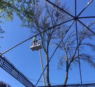 How All WI Tree Services Excels in Safe Tree Removal – Green Bay