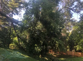 Expert Tips for Safe Tree Removal in Green Bay All WI Tree