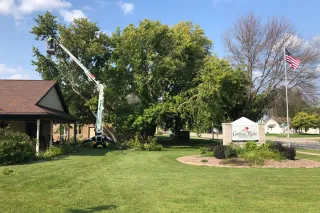 Why Tree Trimming in Green Bay Is Key for a Healthy Yard