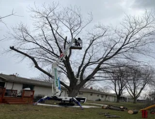 Professional Stump Grinding for a Cleaner Green Bay Yard Now