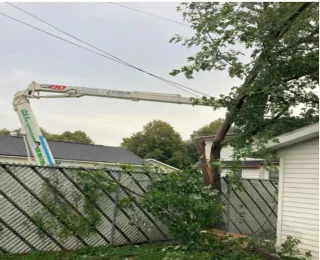 Warning Signs Your Trees Need Immediate Trimming in Wisconsin