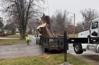 Tree Removal Services in Green Bay What Homeowners Should Know