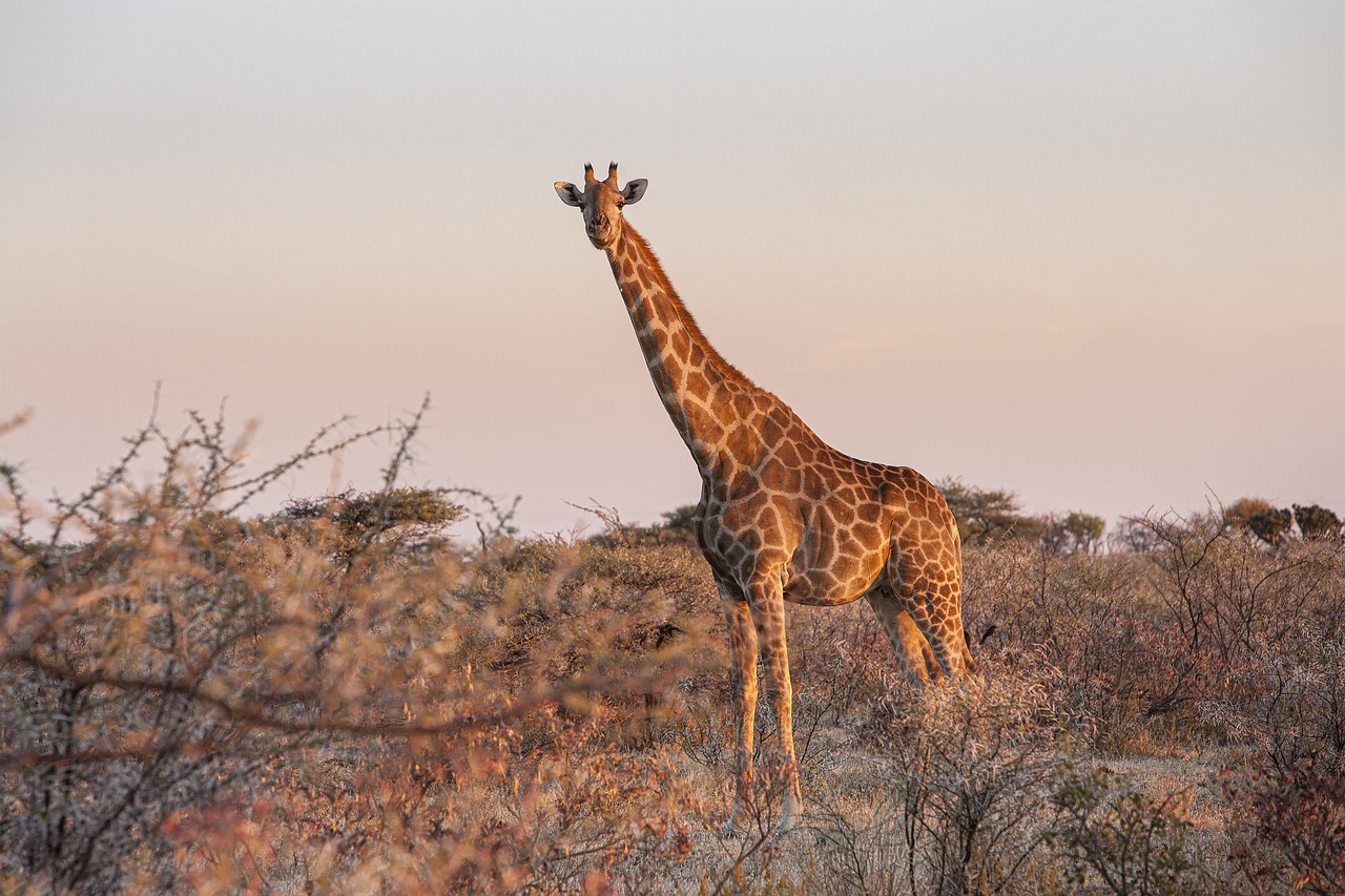 Which Mammal Has No Vocal Cords?