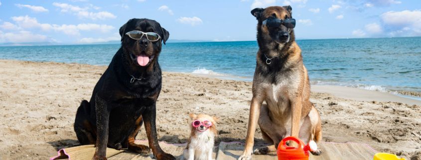 Pet-Friendly Paradise: Activities and Travel Tips