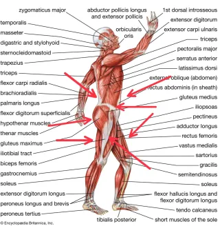 The 7 Muscles to Stretch for Low Back Pain Relief: Tips from a Linwood Chiropractor