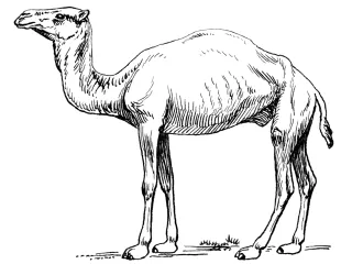 Paracamelus: The Granddaddy of Modern Camels
