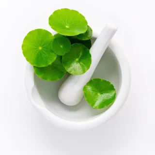 Centella Asiática la planta milagrosa para el cuidado de la piel