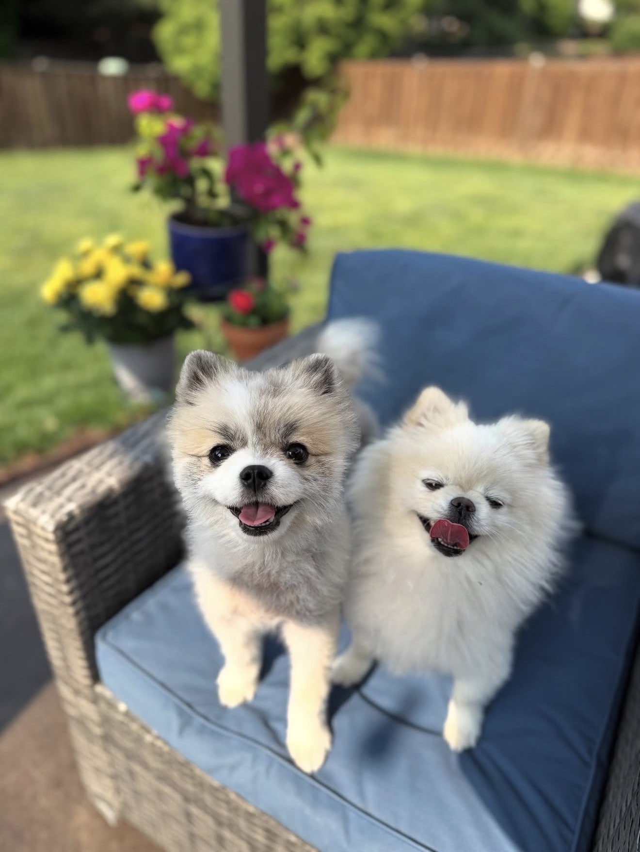 The Complete Guide to Puppy Training: Setting Your Dog Up for Success