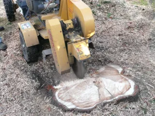 The Best Tree Stump Removal Services Near Muskegon County | Ryerson Brothers
